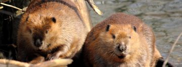 Busy Beavers and Lost Connections